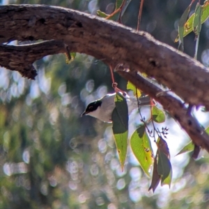 Melithreptus lunatus at Table Top, NSW - 14 Jul 2022 01:46 PM