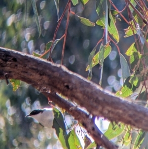 Melithreptus lunatus at Table Top, NSW - 14 Jul 2022 01:46 PM