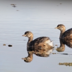 Tachybaptus novaehollandiae (Australasian Grebe) at Panboola - 11 Apr 2022 by Leo