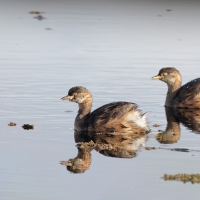 Tachybaptus novaehollandiae (Australasian Grebe) at Panboola - 11 Apr 2022 by Leo