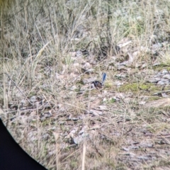 Malurus cyaneus (Superb Fairywren) at Albury - 14 Jul 2022 by Darcy