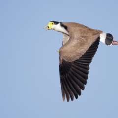 Vanellus miles (Masked Lapwing) at Panboola - 19 Apr 2022 by Leo
