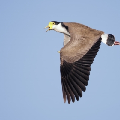 Vanellus miles (Masked Lapwing) at Panboola - 19 Apr 2022 by Leo