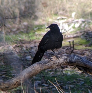 Corcorax melanorhamphos at Table Top, NSW - 14 Jul 2022 02:06 PM