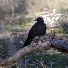 Corcorax melanorhamphos (White-winged Chough) at Table Top, NSW - 14 Jul 2022 by Darcy