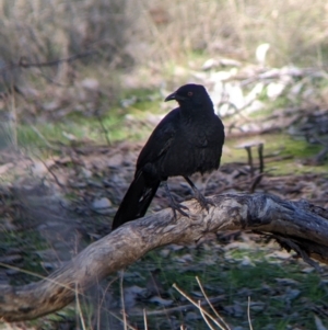 Corcorax melanorhamphos at Table Top, NSW - 14 Jul 2022