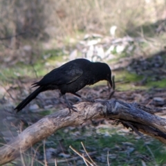 Corcorax melanorhamphos at Table Top, NSW - 14 Jul 2022 02:06 PM