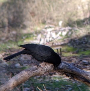 Corcorax melanorhamphos at Table Top, NSW - 14 Jul 2022 02:06 PM