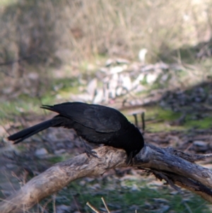 Corcorax melanorhamphos at Table Top, NSW - 14 Jul 2022