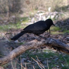 Corcorax melanorhamphos at Table Top, NSW - 14 Jul 2022 02:06 PM