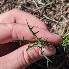 Isotoma axillaris (Australian Harebell, Showy Isotome) at Table Top, NSW - 14 Jul 2022 by Darcy