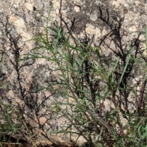 Isotoma axillaris at Table Top, NSW - 14 Jul 2022 02:09 PM