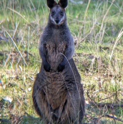 Wallabia bicolor (Swamp Wallaby) at Nine Mile Reserve - 14 Jul 2022 by Darcy