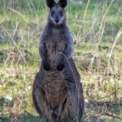 Wallabia bicolor (Swamp Wallaby) at Table Top, NSW - 14 Jul 2022 by Darcy