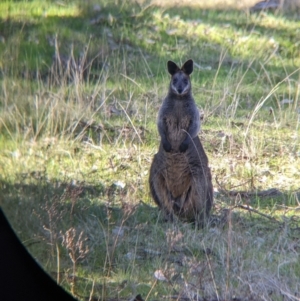 Wallabia bicolor at Table Top, NSW - 14 Jul 2022 02:15 PM