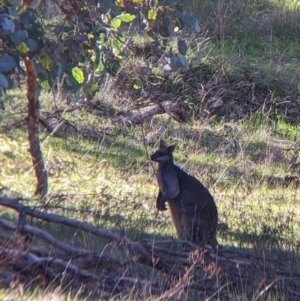 Wallabia bicolor at Table Top, NSW - 14 Jul 2022