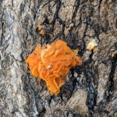 Tremella mesenterica (Witch's Butter or Yellow Brain) at Albury - 14 Jul 2022 by Darcy