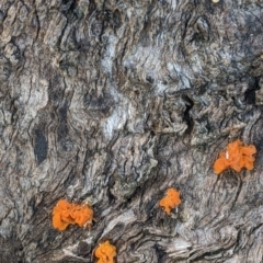 Tremella mesenterica at Table Top, NSW - 14 Jul 2022 02:29 PM