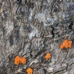 Tremella mesenterica at Table Top, NSW - 14 Jul 2022 02:29 PM