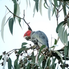 Callocephalon fimbriatum (Gang-gang Cockatoo) at Hughes Grassy Woodland - 14 Jul 2022 by Ct1000