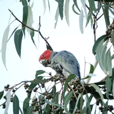 Callocephalon fimbriatum (Gang-gang Cockatoo) at Red Hill to Yarralumla Creek - 14 Jul 2022 by Ct1000