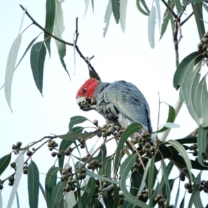 Callocephalon fimbriatum at Hughes, ACT - 14 Jul 2022