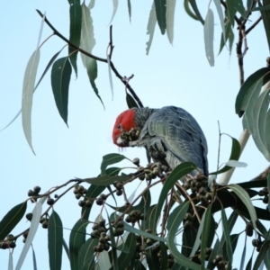 Callocephalon fimbriatum at Hughes, ACT - suppressed