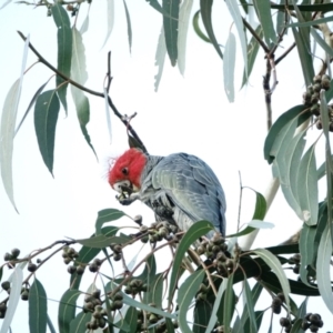 Callocephalon fimbriatum at Hughes, ACT - suppressed