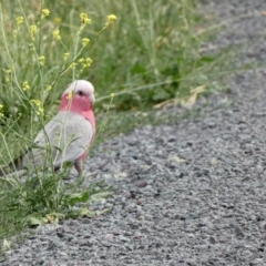 Eolophus roseicapilla (Galah) at Dunlop, ACT - 5 Jan 2022 by Amata