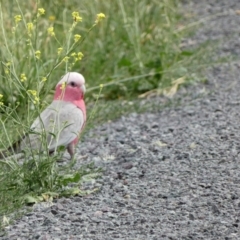 Eolophus roseicapilla (Galah) at Dunlop, ACT - 5 Jan 2022 by Amata