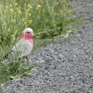 Eolophus roseicapilla at Dunlop, ACT - suppressed