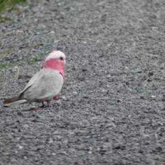 Eolophus roseicapilla at Dunlop, ACT - 5 Jan 2022