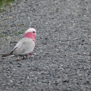 Eolophus roseicapilla at Dunlop, ACT - suppressed