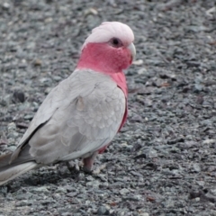 Eolophus roseicapilla at Dunlop, ACT - 5 Jan 2022