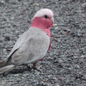 Eolophus roseicapilla at Dunlop, ACT - suppressed