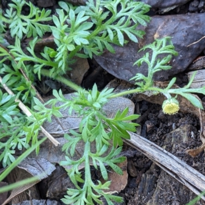 Cotula australis (Common Cotula, Carrot Weed) at Watson, ACT - 14 Jul 2022 by abread111