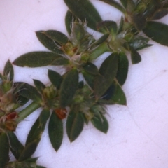 Euphorbia maculata at Watson, ACT - 14 Jul 2022