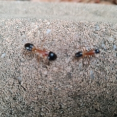 Camponotus consobrinus (Banded sugar ant) at Isaacs, ACT - 30 Jun 2022 by Mike
