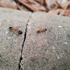 Camponotus consobrinus at Isaacs, ACT - 30 Jun 2022