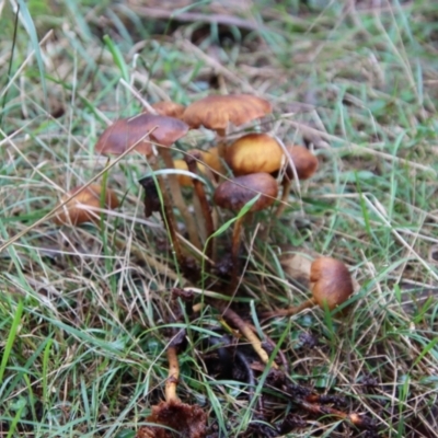 Unverified Fungus by LisaH