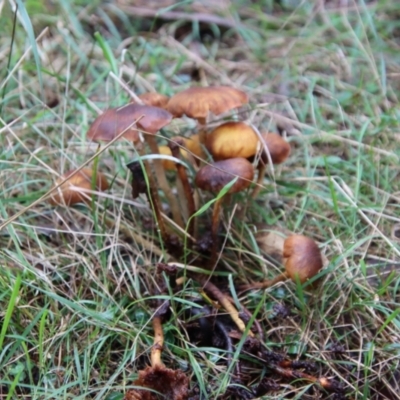 Unidentified Fungus at Moruya, NSW - 13 Jul 2022 by LisaH