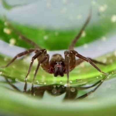 Unidentified Water spider (Pisauridae) at Moruya, NSW - 13 Jul 2022 by LisaH