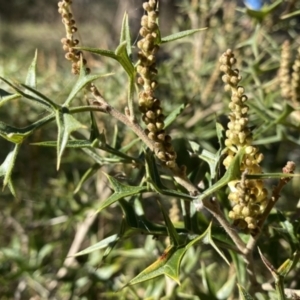 Grevillea ramosissima subsp. ramosissima at Jerrabomberra, NSW - suppressed