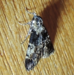 Orthaga thyrisalis at Conder, ACT - 15 Feb 2022