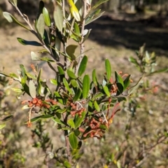 Grevillea victoriae at QPRC LGA - 14 Jul 2022 by mainsprite