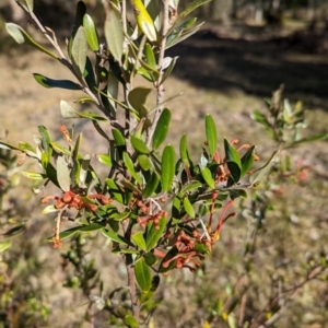 Grevillea victoriae at Wamboin, NSW - 14 Jul 2022 12:01 PM