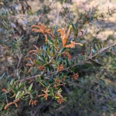 Grevillea victoriae at Wamboin, NSW - 14 Jul 2022 12:01 PM