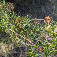 Grevillea victoriae at Wamboin, NSW - 14 Jul 2022