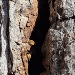 Apis mellifera (European honey bee) at O'Malley, ACT - 15 Jul 2022 by Mike