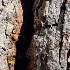 Apis mellifera at O'Malley, ACT - 15 Jul 2022